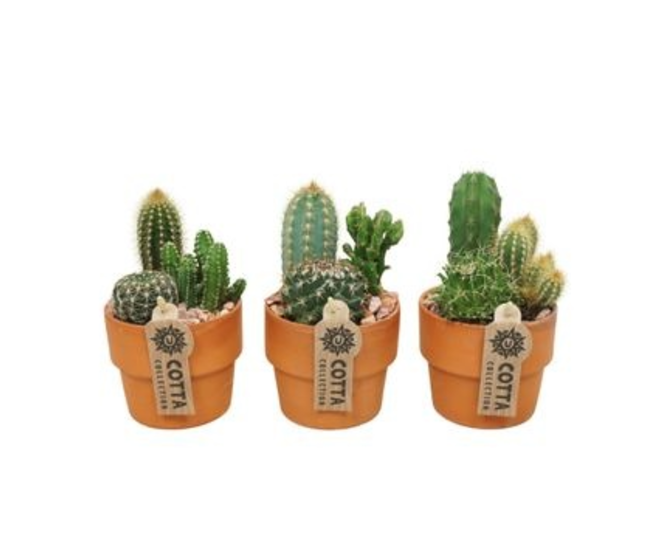 CACTUS X3 P TERRE