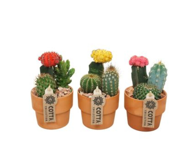 CACTUS X3 P TERRE