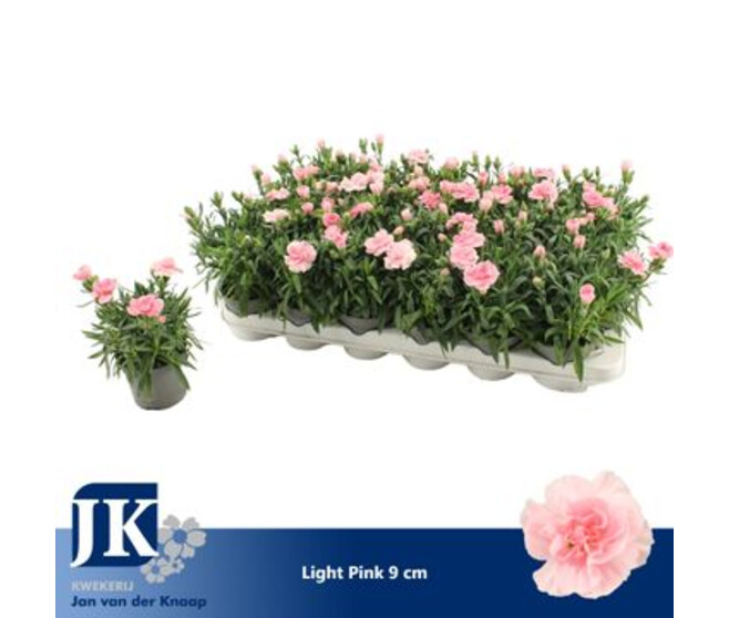 OEILLET OSCAR ROSE