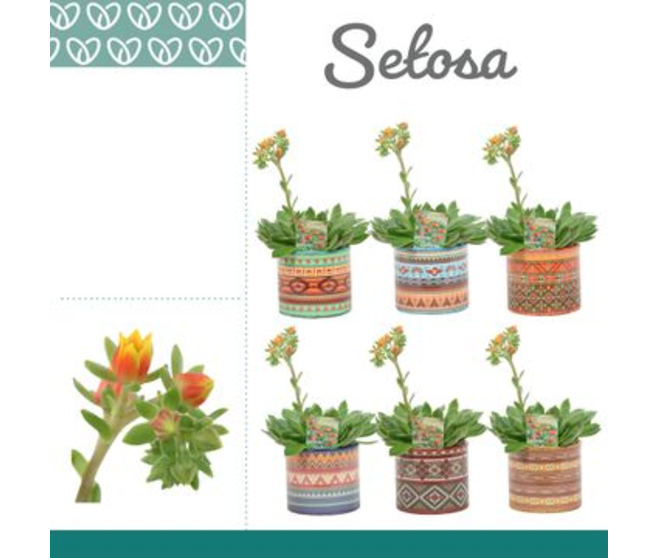 ECHEVERIA SETOSA