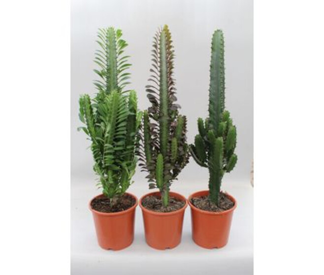 EUPHORBIA DESERT