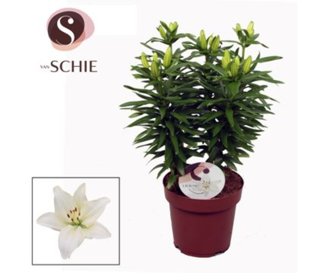LILIUM VARIES 5PP