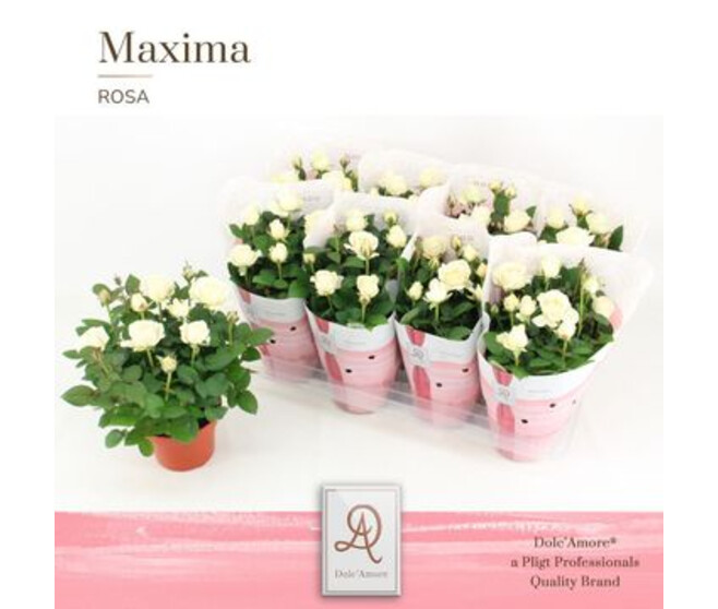 ROSIER AMOROSA BLANC