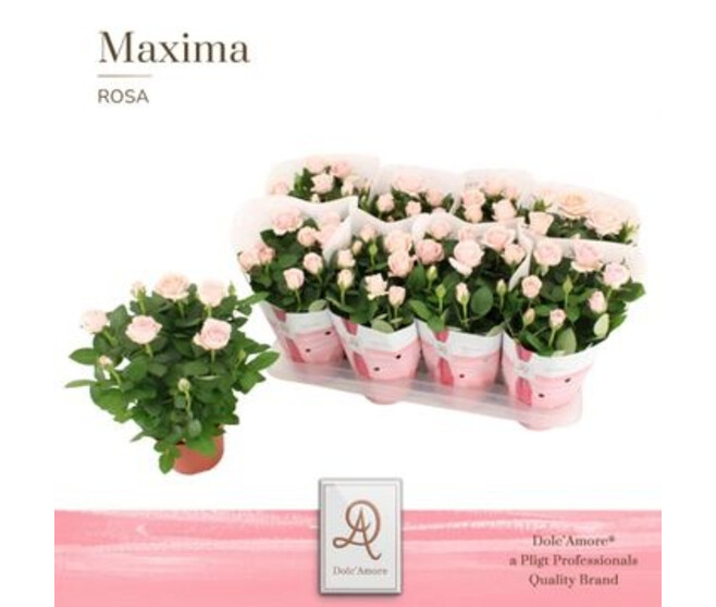 ROSIER AMOROSA ROSE