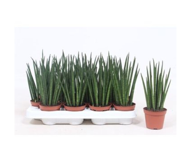 SANSEVIERIA BACULARIS