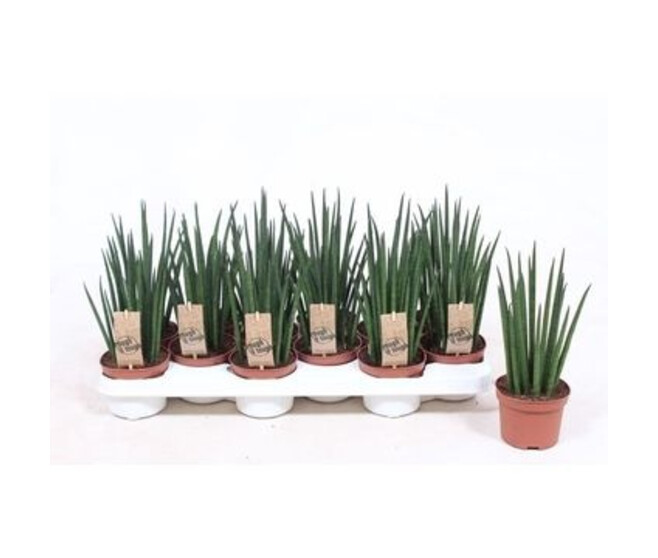 SANSEVIERIA BACULARIS