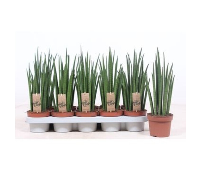 SANSEVIERIA BACULARIS