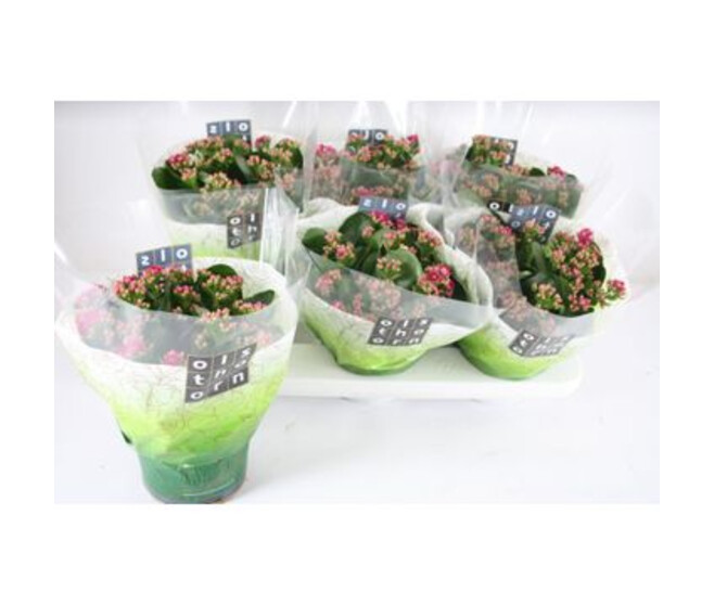 KALANCHOE FL DBLE MAUVE
