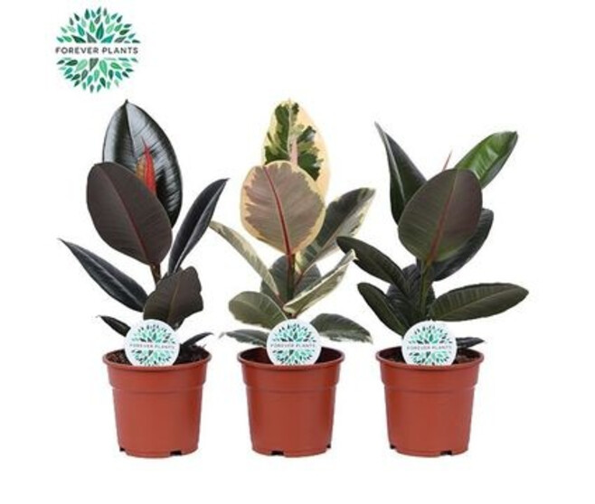FICUS ELASTICA VARIES