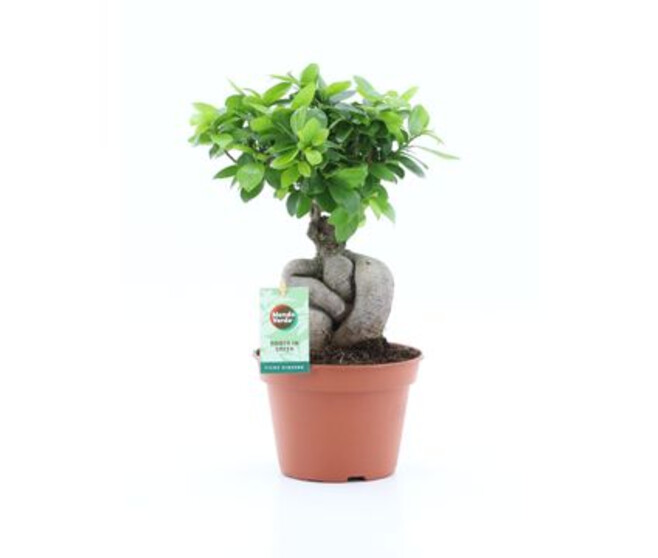 FICUS GINSENG RAMIFIE