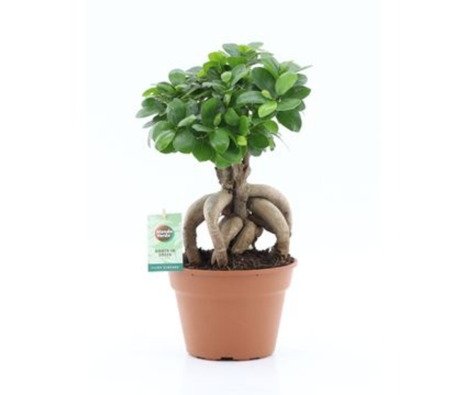 FICUS GINSENG RAMIFIE