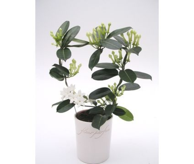 STEPHANOTIS 7/8GR ARCEAU FL PARFUM CERAM