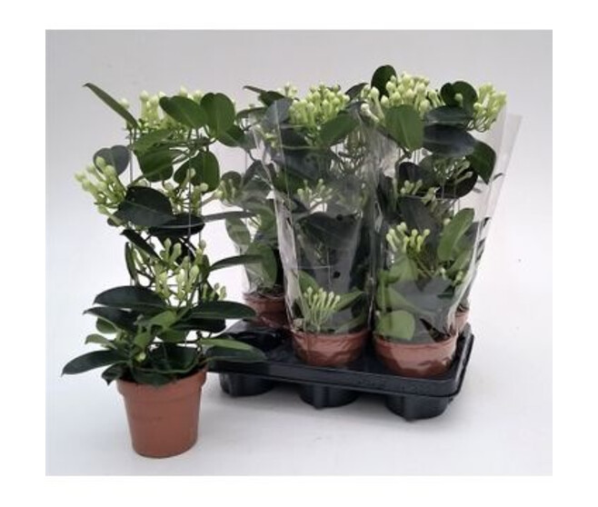 STEPHANOTIS 7/8GR COLONNE