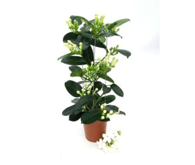 STEPHANOTIS 7/8GR COLONNE