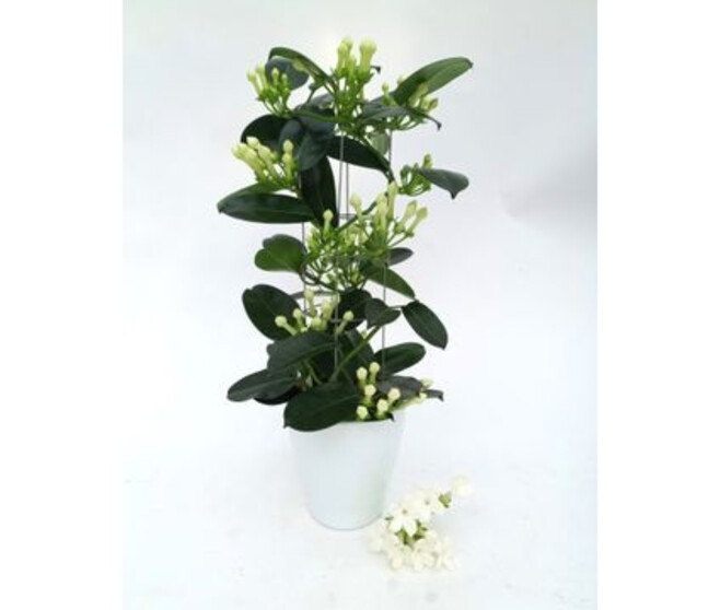 STEPHANOTIS 7/8GR COLONNE CERAM