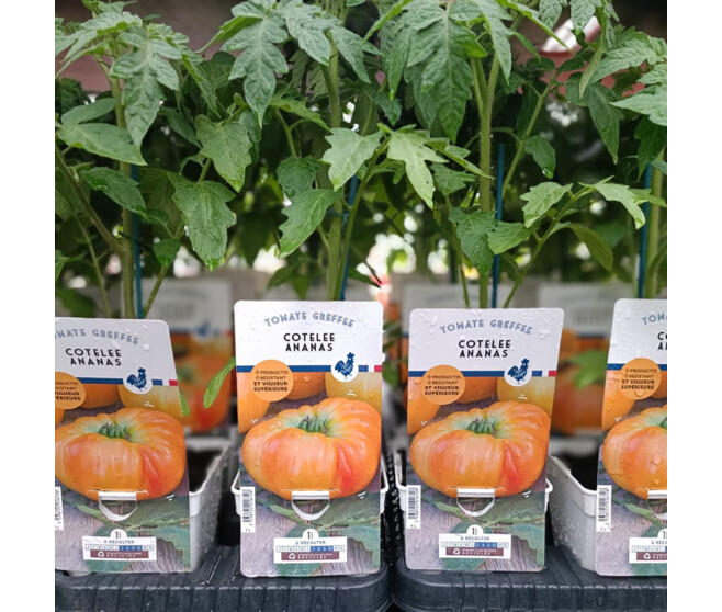 TOMATE GREFFEE ANANAS