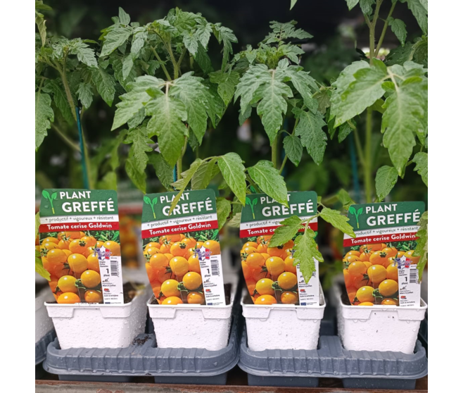 TOMATE GREFFEE CERISE JAUNE SUMMER SUN