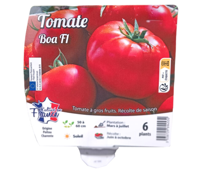 TOMATE BOA BQ6