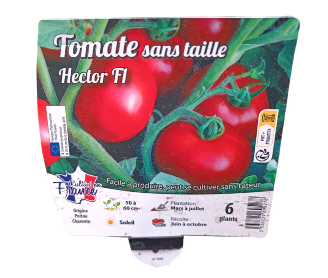 TOMATE HECTOR BQ6