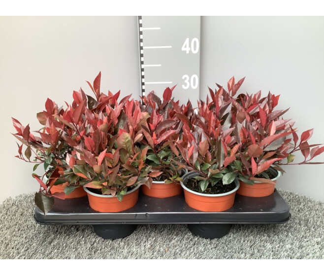 PHOTINIA LITTLE RED ROBIN