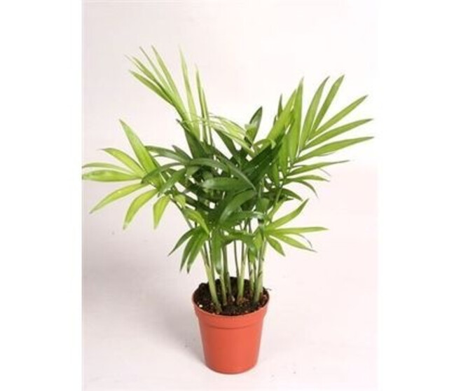 CHAMAEDOREA ELEGANS