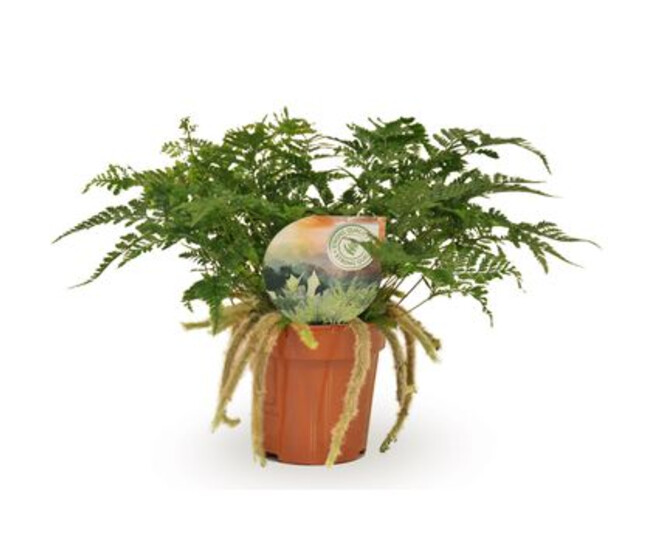 DAVALLIA HUMATA TYERMANNII