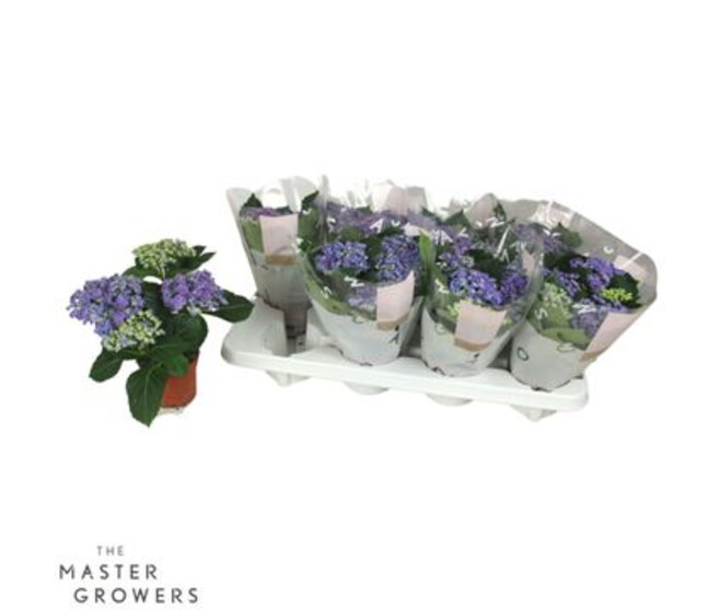 HORTENSIA 4FL+ CURLY BLEU DECORUM