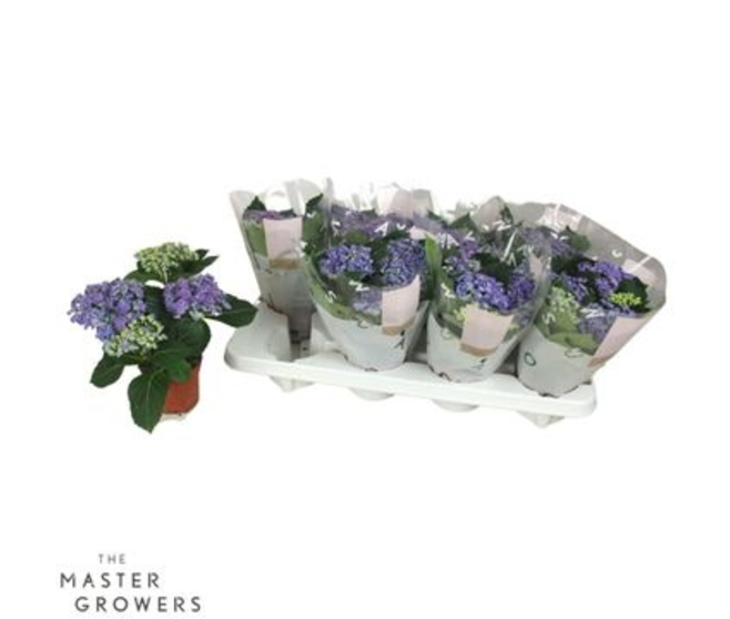 HORTENSIA 4FL+ CURLY BLEU DECORUM