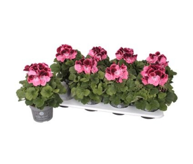 PELARGONIUM DON CAMARO GRANDIFLORUM