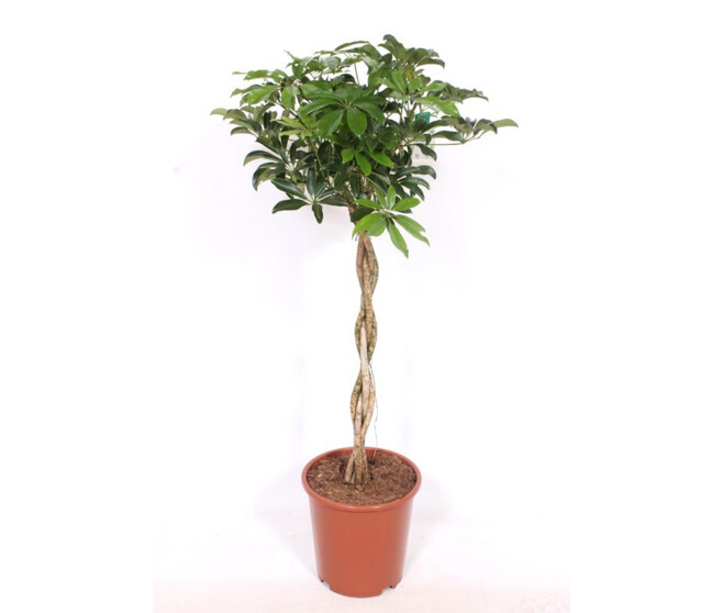 SCHEFFLERA COMPACTA TRESSE