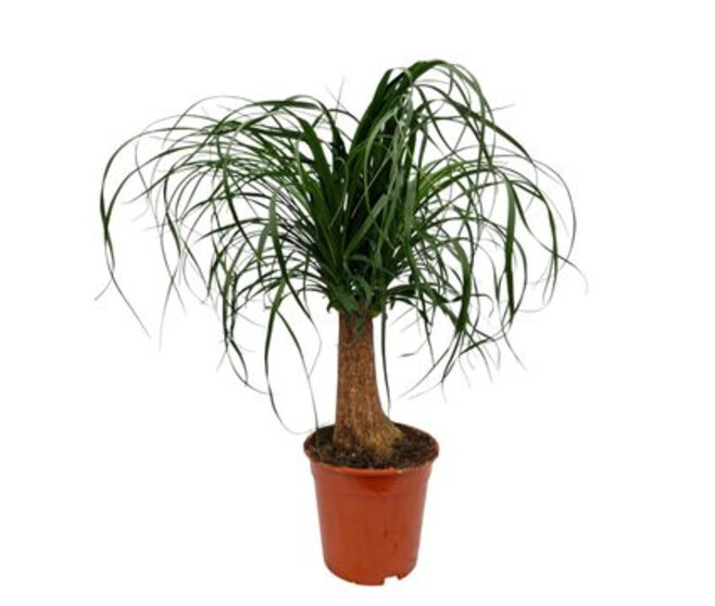BEAUCARNEA TIGE