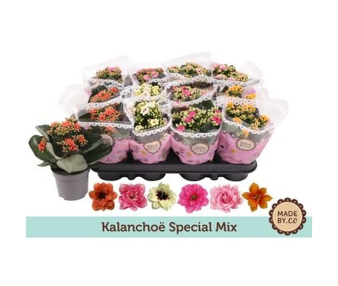 KALANCHOE FL DBLE 2COULEURS
