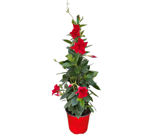 DIPLADENIA COLLECTION PYRAM