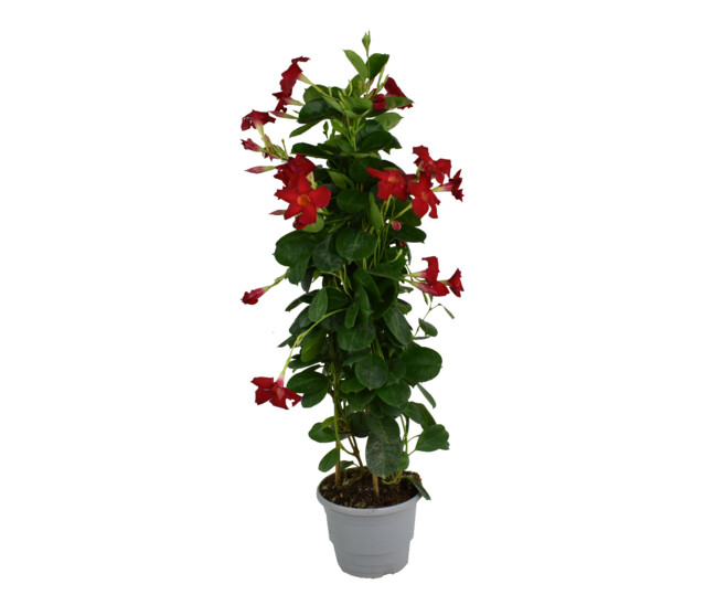 DIPLADENIA COLLECTION PYRAM