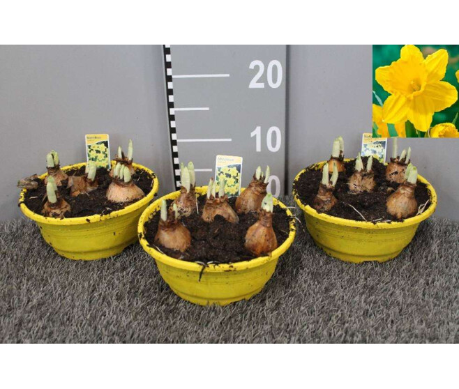 NARCISSE CARLTON COUPE