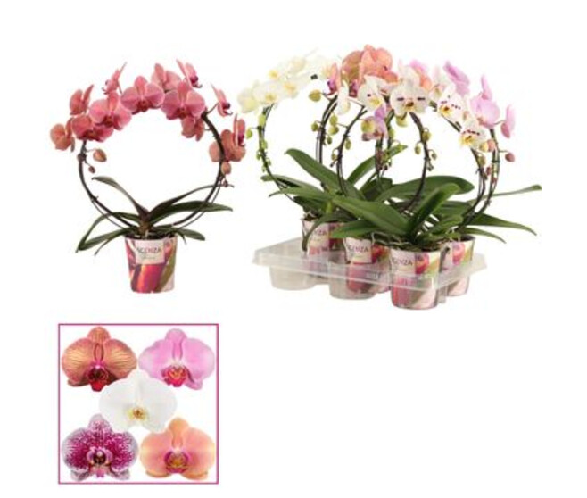 PHALAENOPSIS 2BR ARCEAU