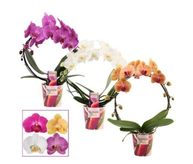 PHALAENOPSIS 2BR ARCEAU