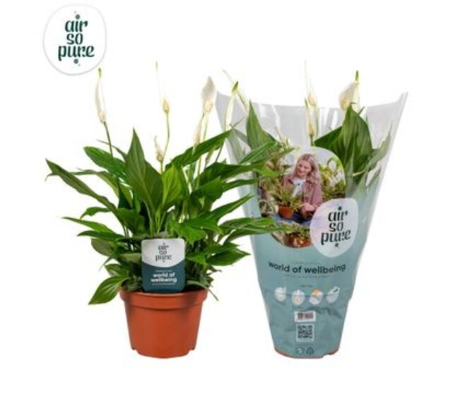 SPATHIPHYLLUM PEARL CUPIDO