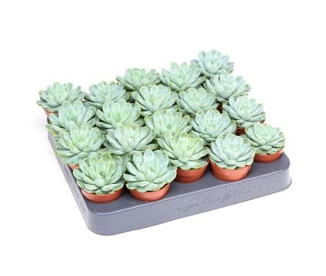 ECHEVERIA ELEGANS