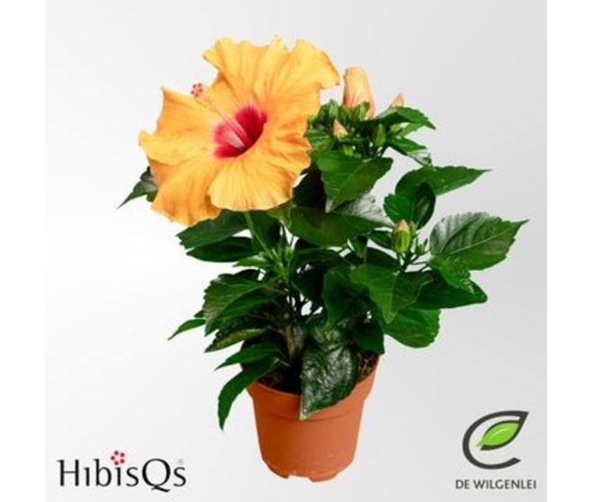 HIBISCUS LONGLIFE ORANGE