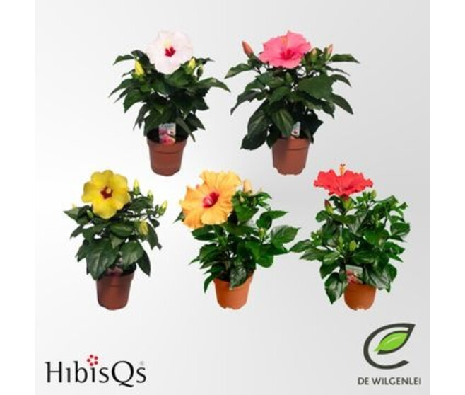 HIBISCUS LONGLIFE VARIES