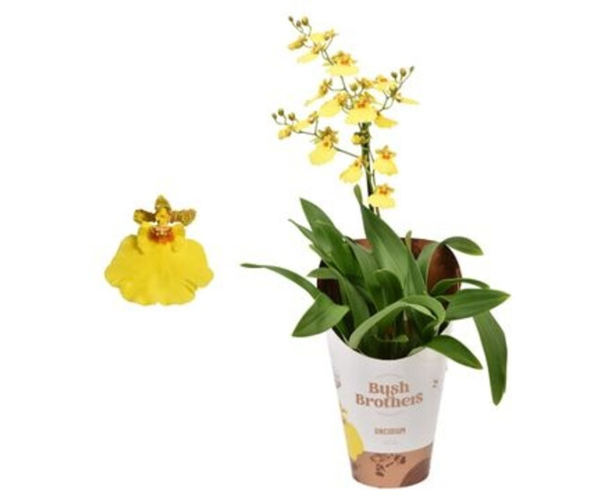 ONCIDIUM 1BR