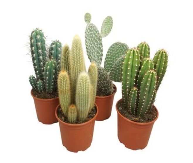 CACTUS VARIES