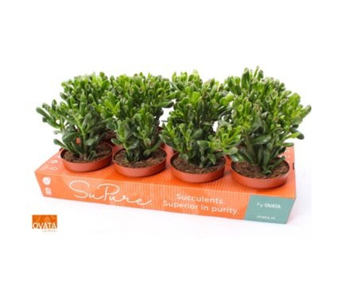 CRASSULA HOBBIT CARTON