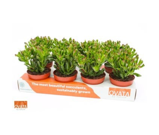 CRASSULA HOBBIT CARTON
