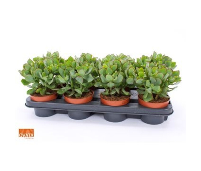 CRASSULA UNDILATIFOLIA