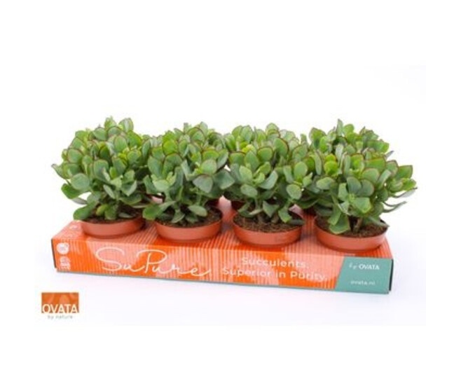 CRASSULA UNDILATIFOLIA