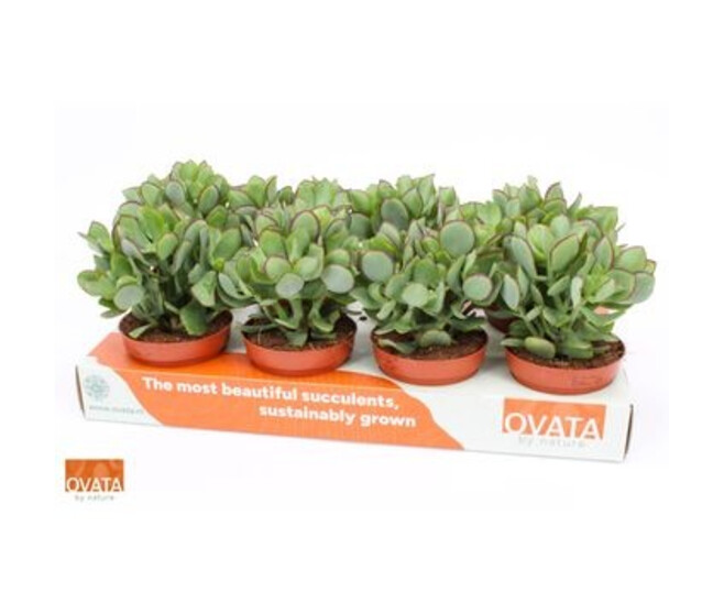 CRASSULA UNDILATIFOLIA