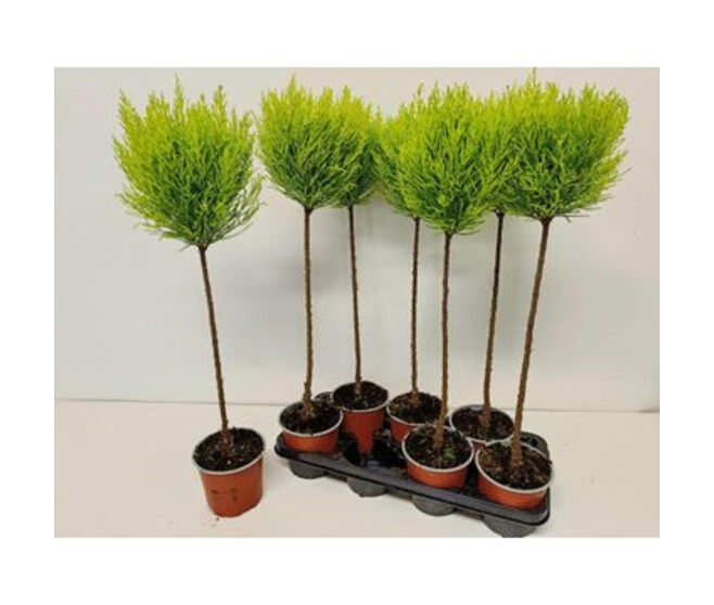 CUPRESSUS GOLD TIGE