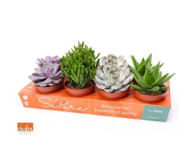 SUCCULENTE VARIEES